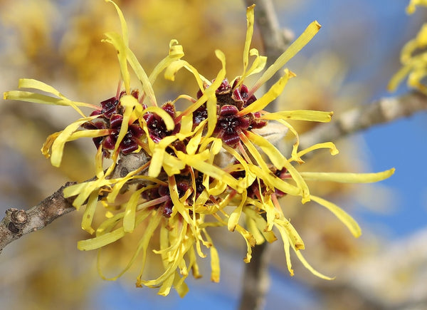 Why we love it - Witch Hazel