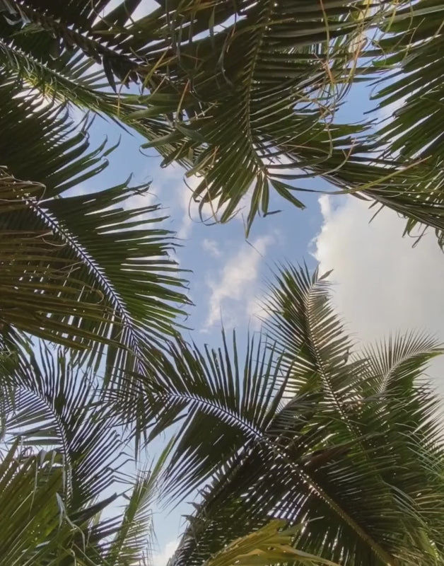 video of coconut tree branches